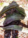 Baumschatten