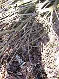 gestrueppschatten