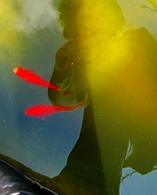 goldschatten