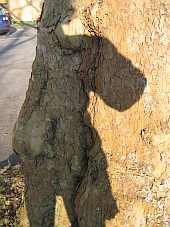 Pfuetzenschatten
