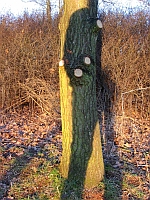 Farbschatten