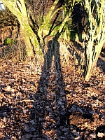 schattenspiel