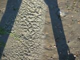 halbschatten